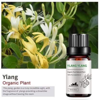 Essential Oil-Drees-Haxberry-Product Specifications:Single Ylang Ylang10ml-Haxberry